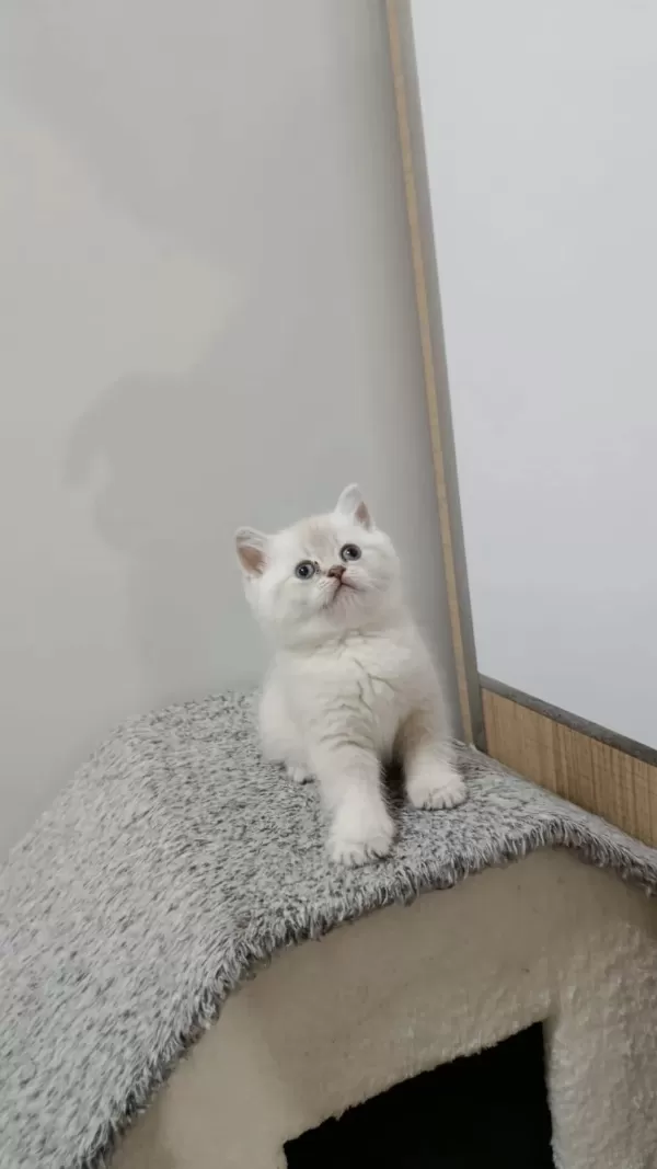 Point British Shorthair Kız Kardeşler