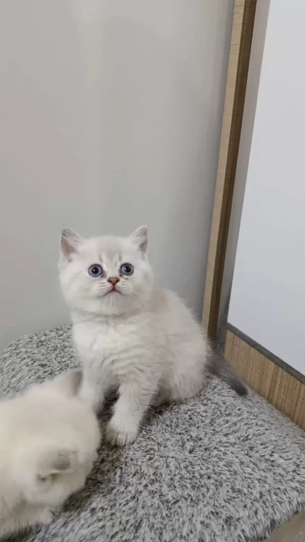 Point British Shorthair Kız Kardeşler
