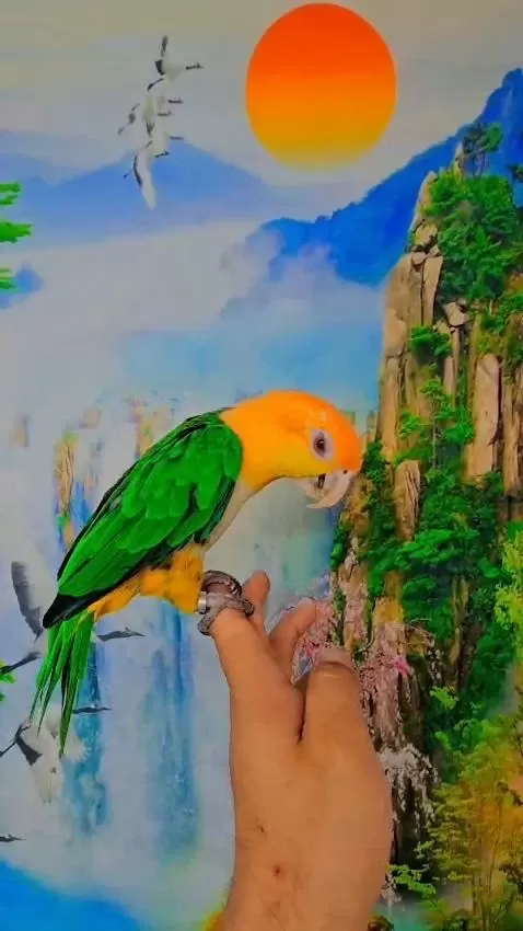 Full Evcil Caique Maskot
