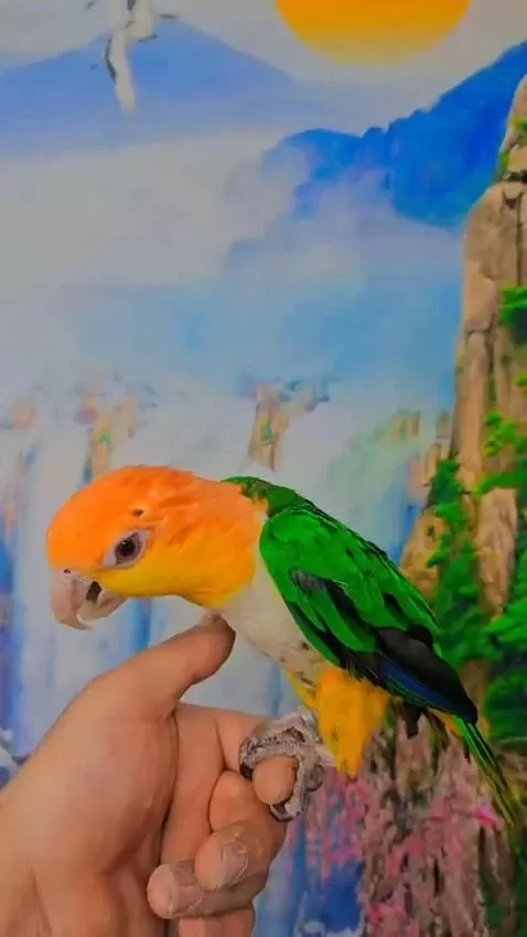 Full Evcil Caique Maskot