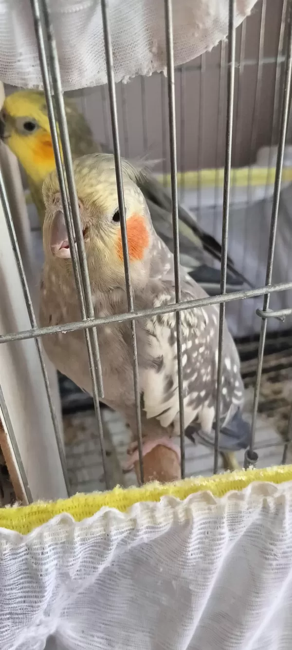 Harika Sultan Papağanları