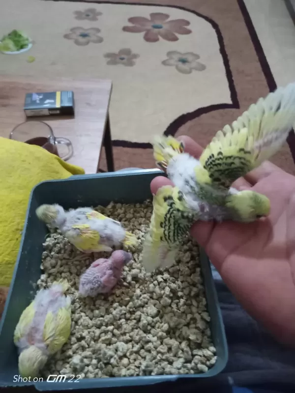 Son Muhabbet Kuşu Yavrular