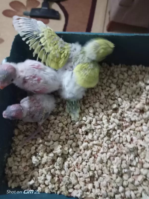 Son Muhabbet Kuşu Yavrular