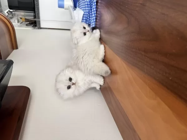 Orjinal Scottish Fold Longhair Bebekler