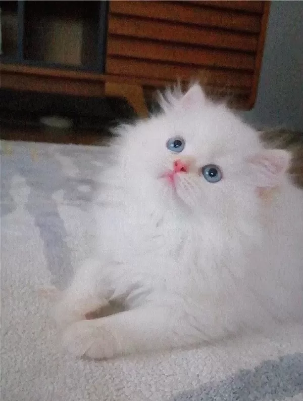 Karlar Kraliçesi Harika Bebek Chinchilla