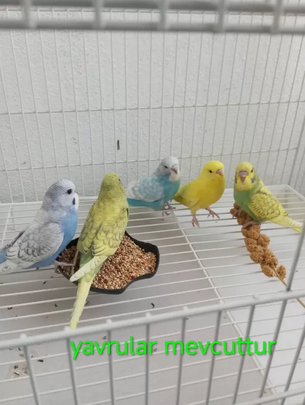 Yavru Takım Yetişkin Erkek Dişi Muhabbet Kuşu