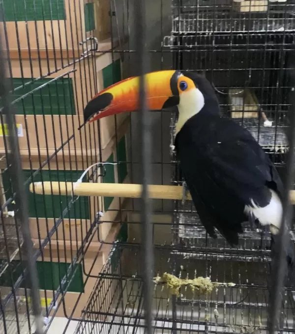 Taka Tucan Papağani Faturali