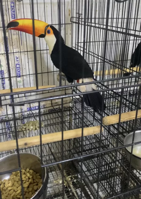 Taka Tucan Papağani Faturali