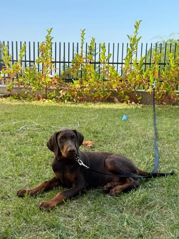 Tank Gibi Kizil Doberman Yavru