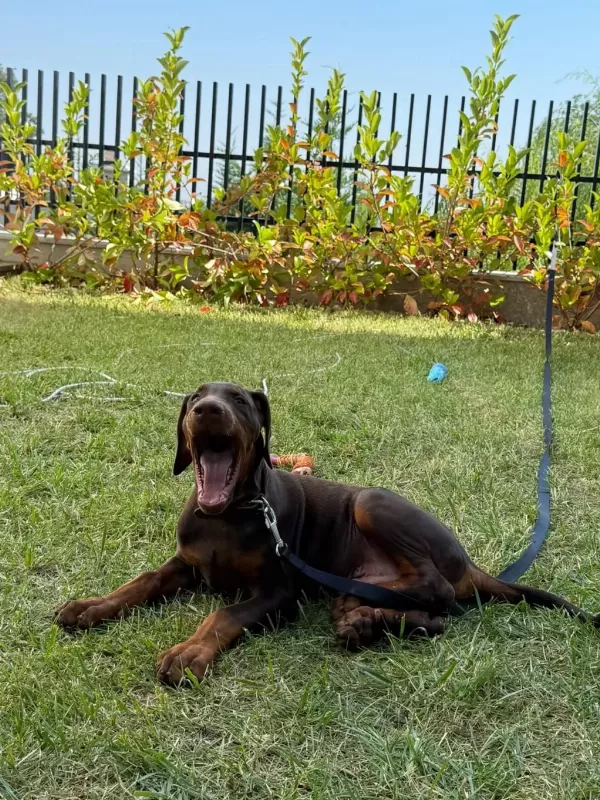 Tank Gibi Kizil Doberman Yavru
