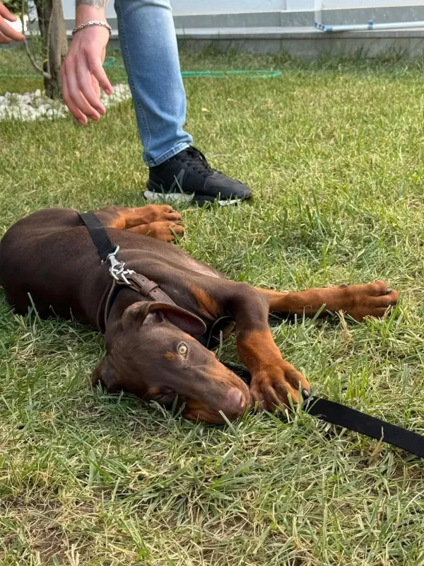 Tank Gibi Kizil Doberman Yavru