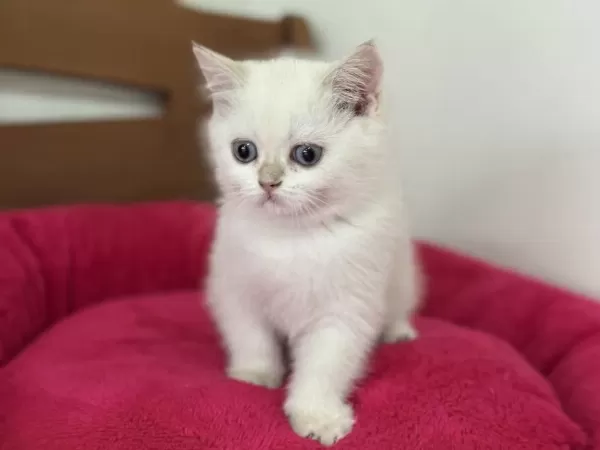 Yasal Çiftlikden Ziyarete Açık British Shorthair