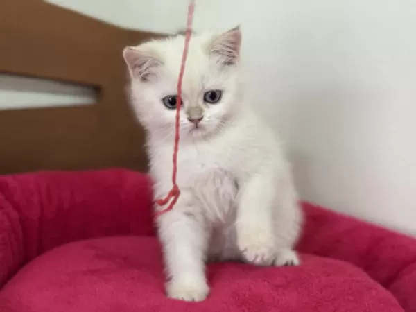 Yasal Çiftlikden Ziyarete Açık British Shorthair