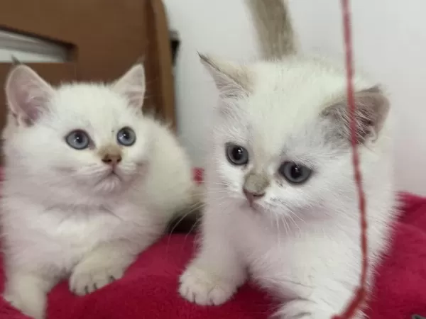 Yasal Çiftlikden Ziyarete Açık British Shorthair