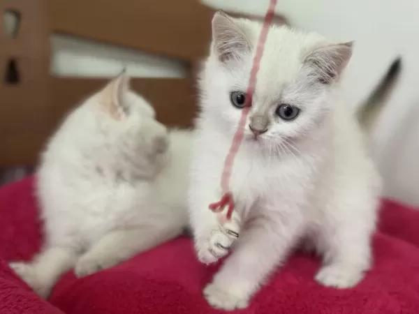 Yasal Çiftlikden Ziyarete Açık British Shorthair