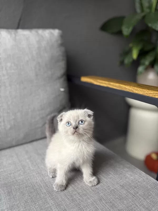 Scottish Fold Blue Point Yavrularim