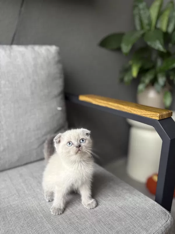 Scottish Fold Blue Point Yavrularim