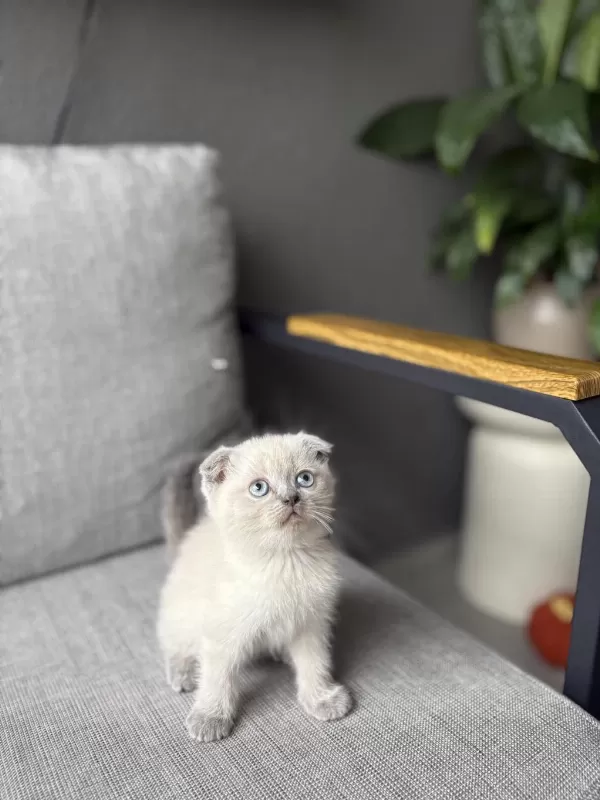 Scottish Fold Blue Point Yavrularim