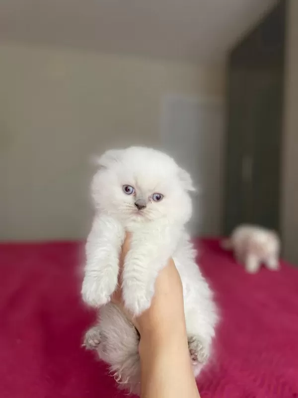 Scottish Fold Longhair Yavrularim