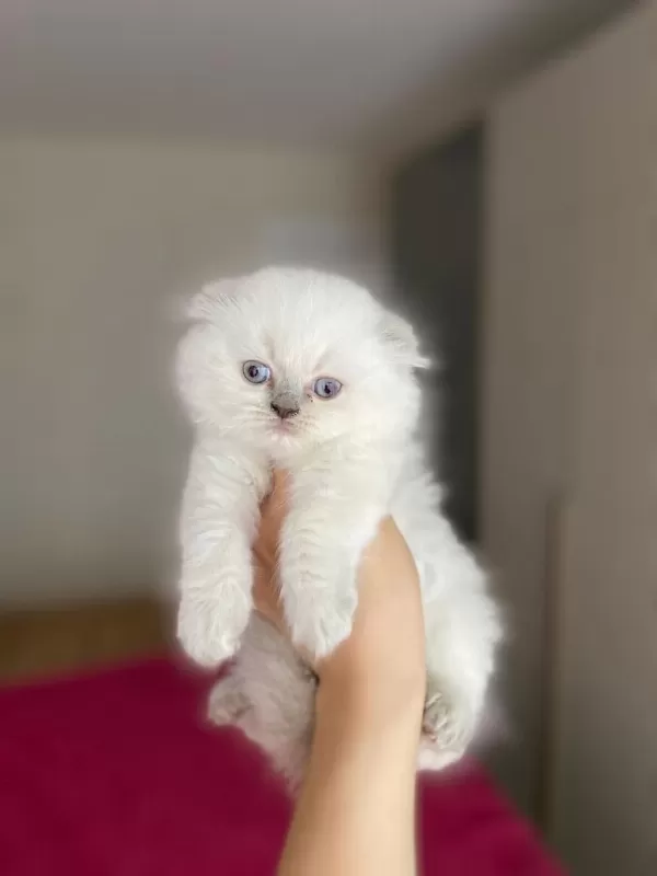 Scottish Fold Longhair Yavrularim
