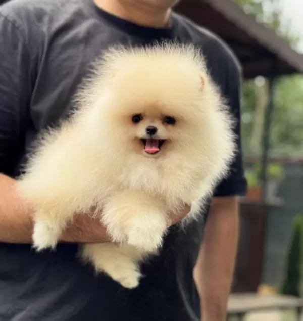 Sağlıklı Pomeranian Boo