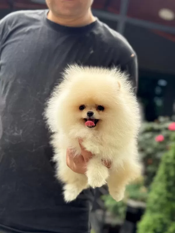 Sağlıklı Pomeranian Boo