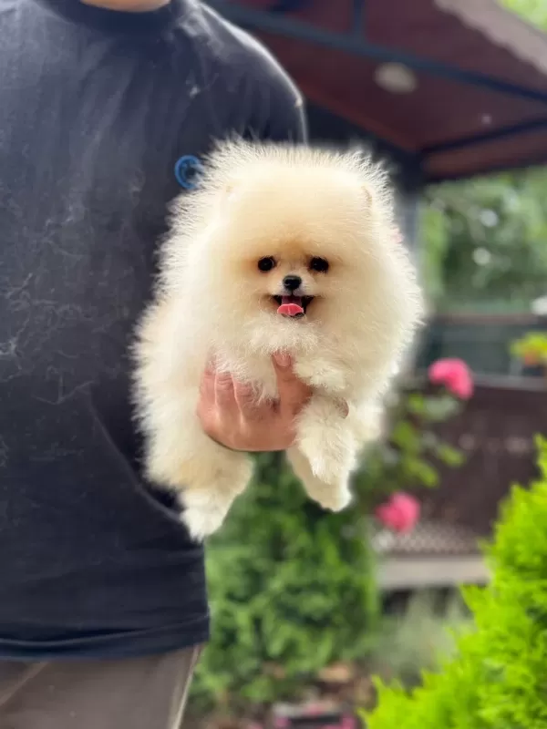 Sağlıklı Pomeranian Boo