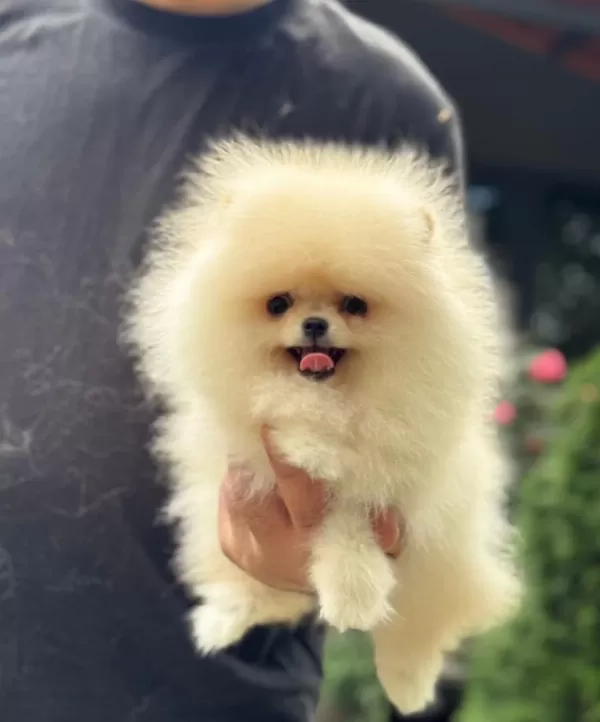 Sağlıklı Pomeranian Boo