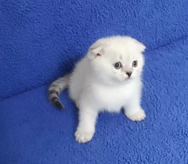 Teslime Hazir Mükemmel Bir Scottish Fold