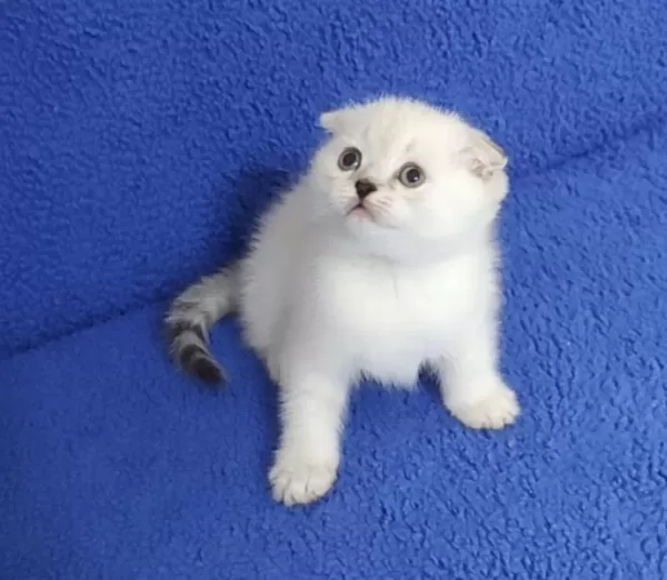 Teslime Hazir Mükemmel Bir Scottish Fold