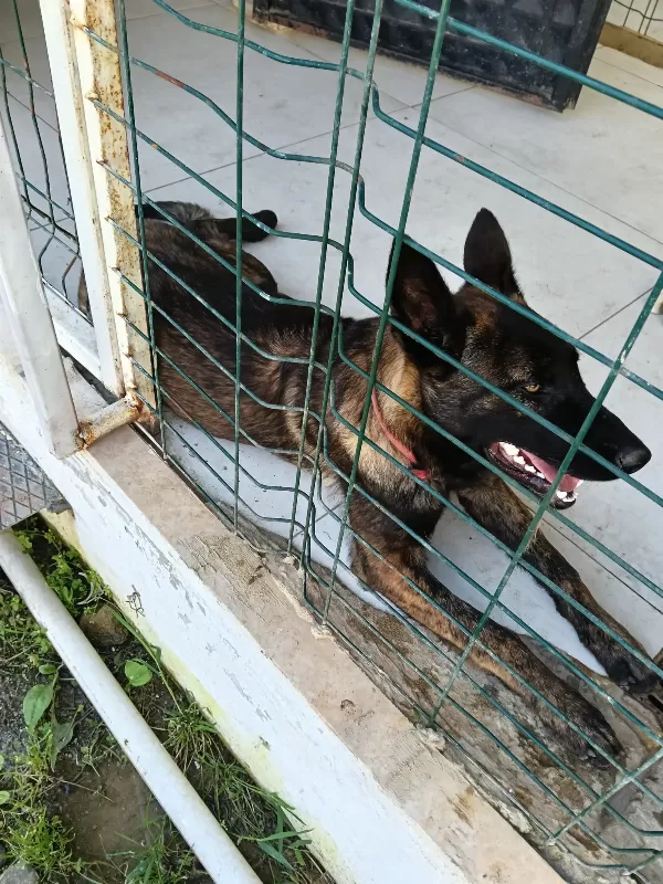 8 aylık Belçika kurdu erkek temel itaat eğitimi verilmiş izle otur yat kal top  ipli top oyuncak baytla oynuyor at getir yapıyor eğitimli köpek  bıranş eğitimine girecek seviyede çok iyi burnu olan ve çok zeki eğitmeninden