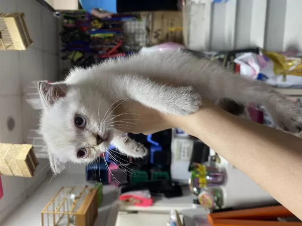 Çok Özel British Shorthair Yavrularimiz
