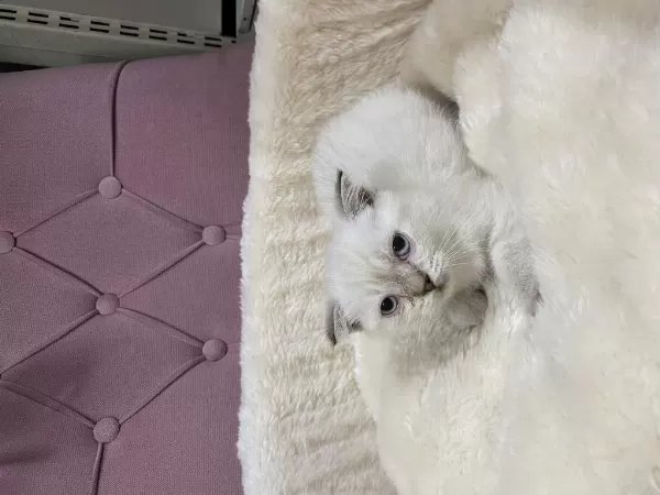 Çok Özel British Shorthair Yavrularimiz