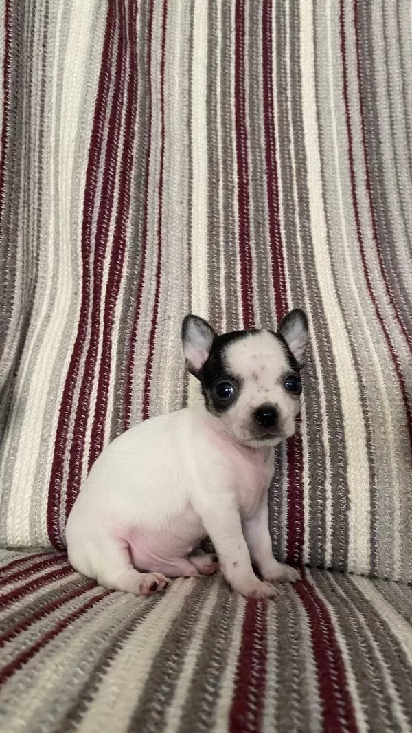 Safkan Şivava Yavru Köpekler