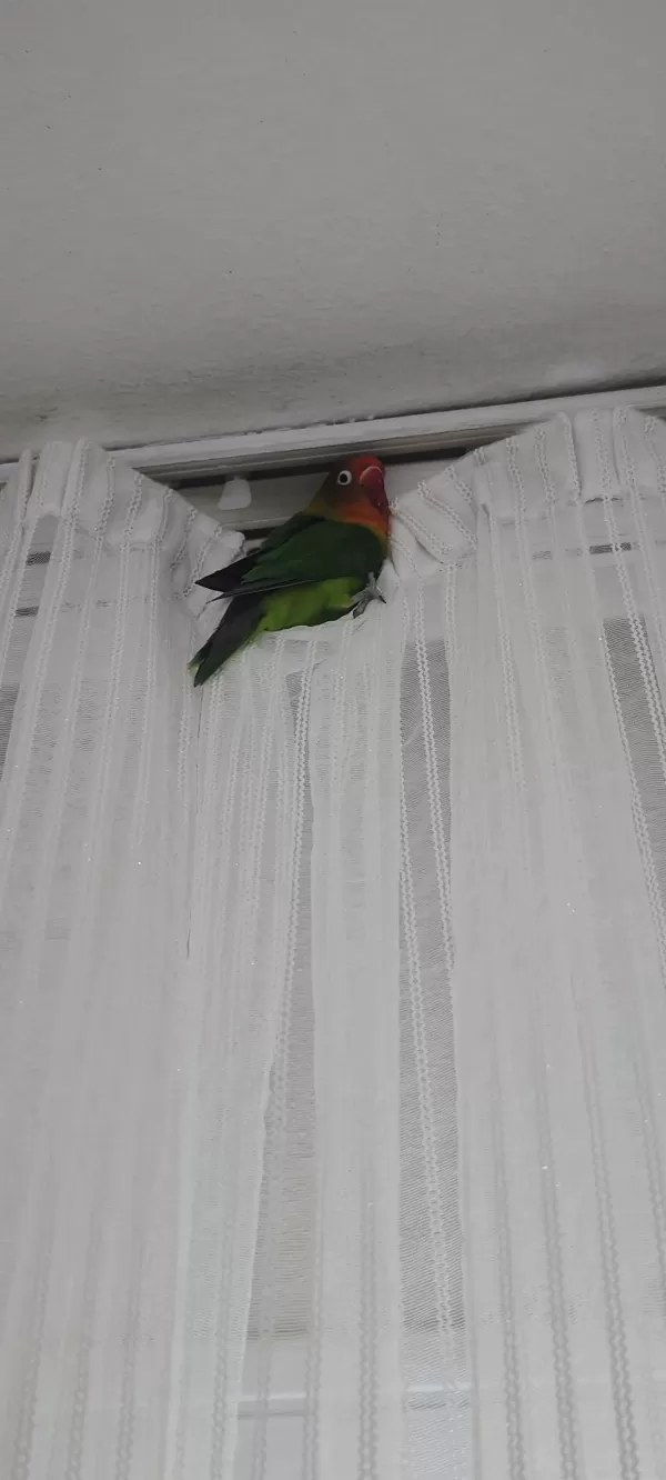 Çift Cennet Papağanı