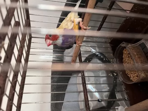 Erkek Mutasyon Goldian Finch
