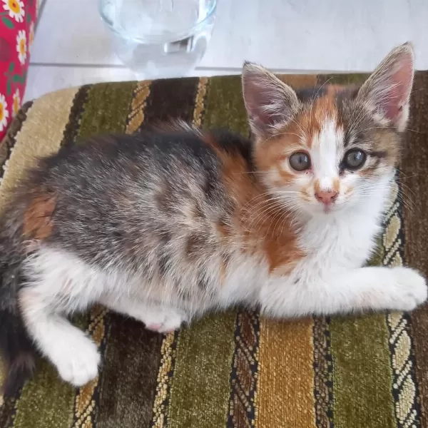 Kedimiz Ameliyatını Atlattı Yuvasını Arıyor