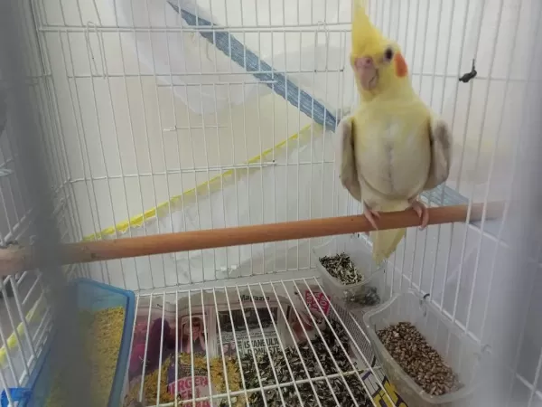 2 Aylık Yavru Sultan Papağanları