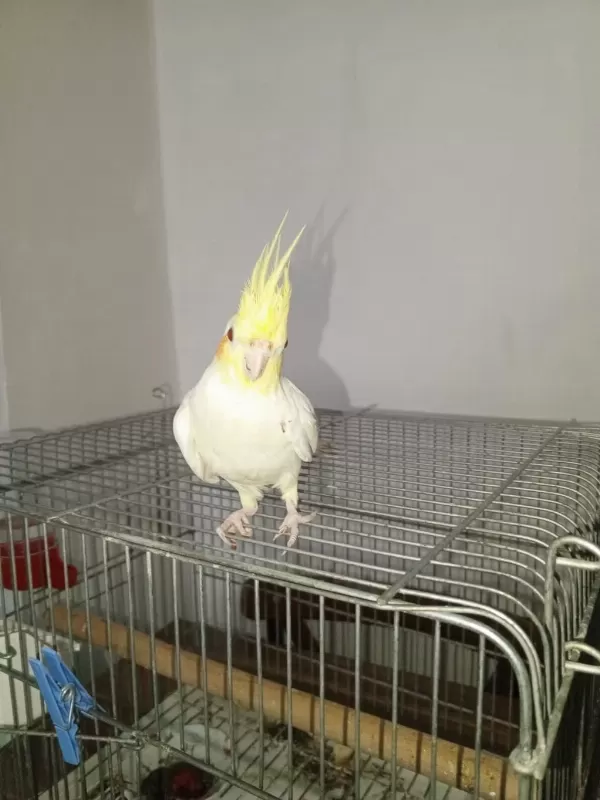 Evcil Genç Dişi Lutino Sultan Papağani