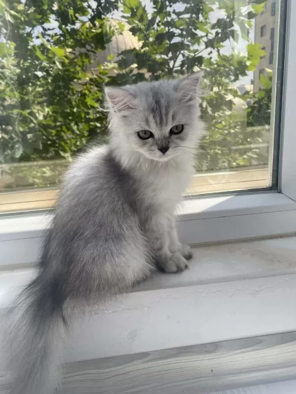 British Longhair Güzel Kızımız