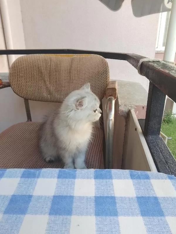 British Longhair Güzel Kızımız