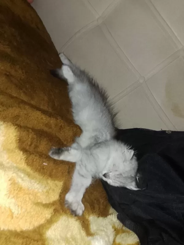 British Longhair Güzel Kızımız