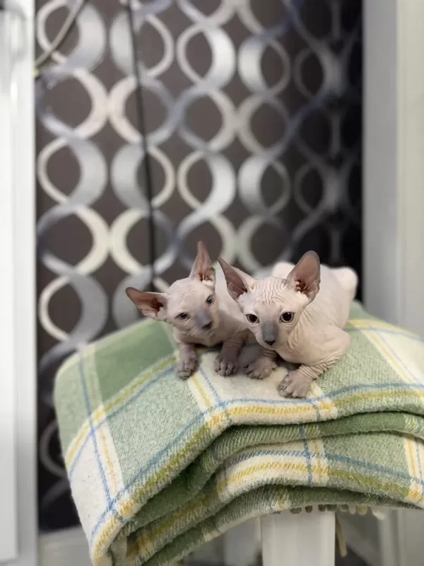Yeni Doğmuş 1.5 Aylık Sphynx