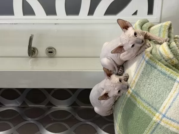 Yeni Doğmuş 1.5 Aylık Sphynx