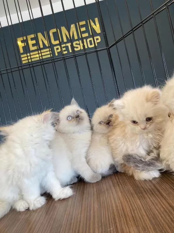 En Güzel British Shorthair Yavrulari Burada
