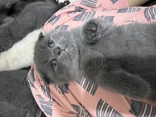 British Shorthair Cinsi