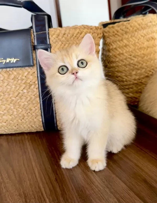 Safkan British Shorthair Golden Dişi Yavru