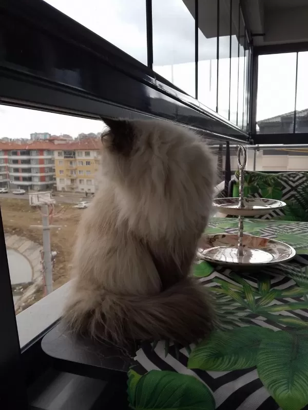 Prenses Mia Himalayan Kedimiz