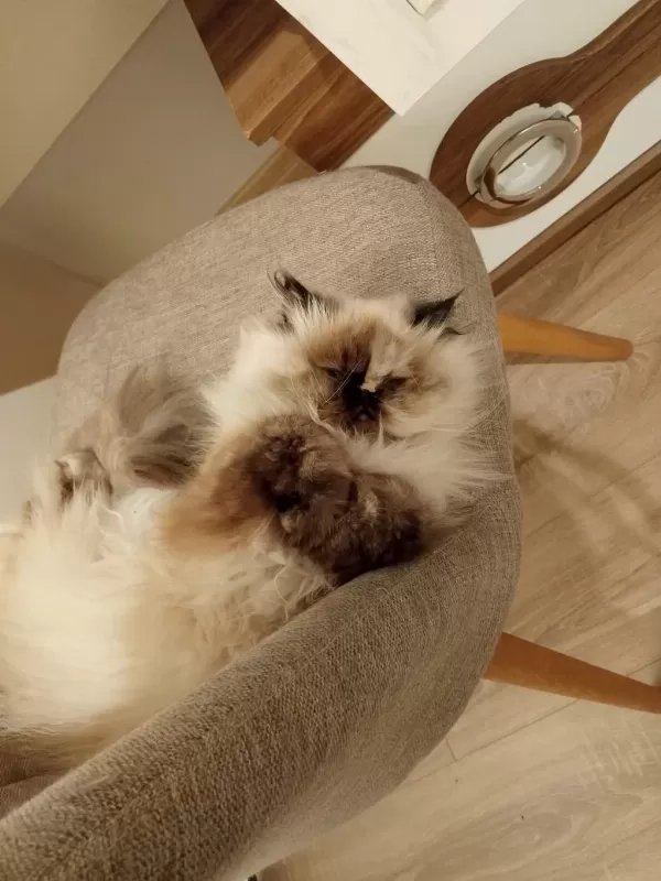 Prenses Mia Himalayan Kedimiz