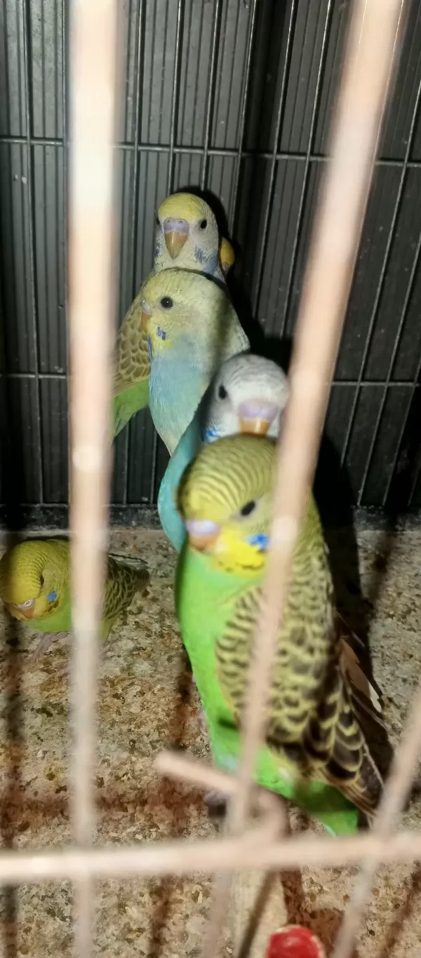 Yeni Yeme İnmiş Muhabbet Kuşu Bebekler Yavrular